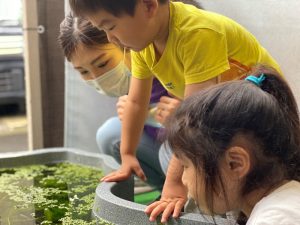 メダカの赤ちゃんが生まれました トゥインクルキッズ保育園